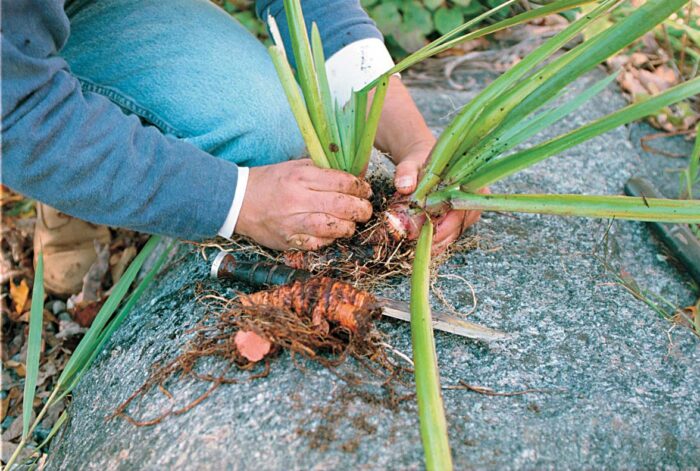 Cut rhizomes like irises into 2- to 4-inch pieces, making sure each contains buds and roots.