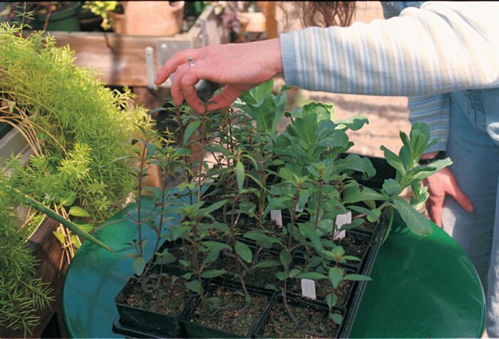 collect seeds in fall