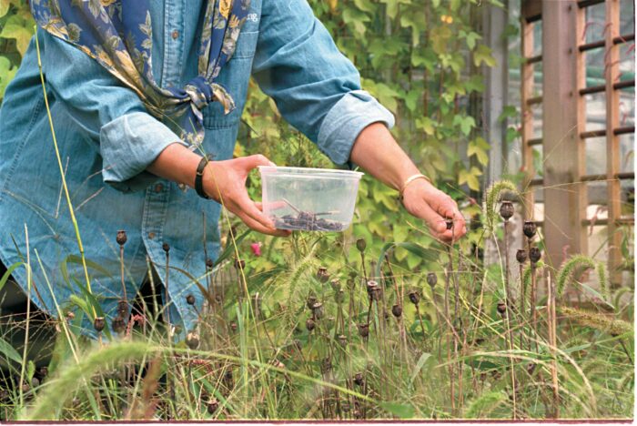 pinch back seedlings