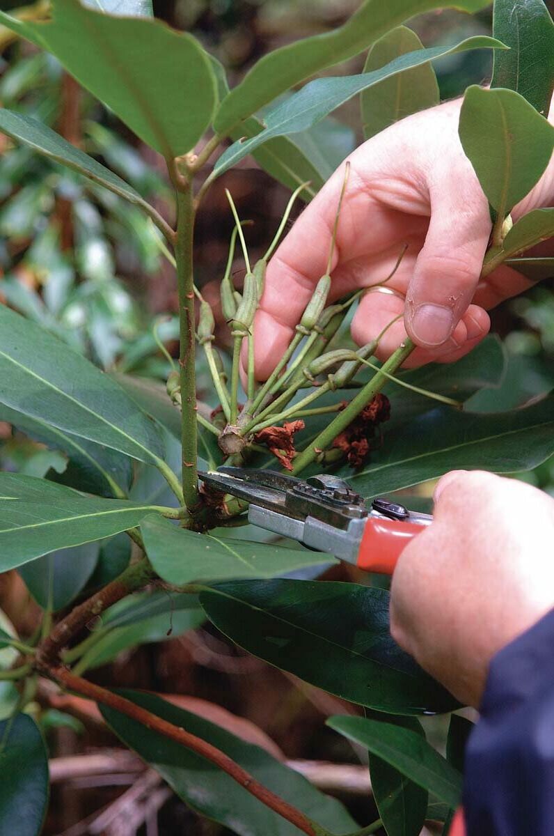 Maintain your rhododendron by snipping off spent flower clusters