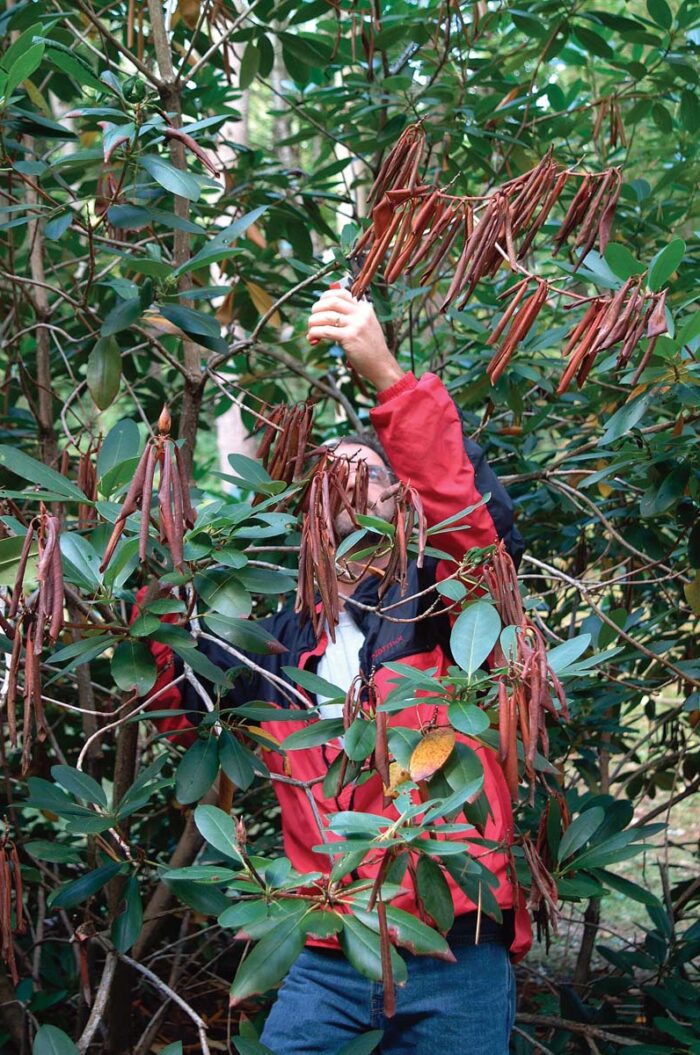 branches being removed during routine maintenance 