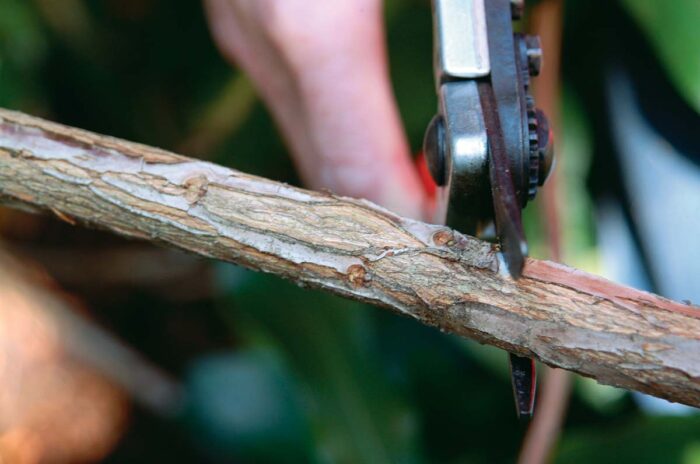 Cut just above a latent bud to rejuvenate the shrub.