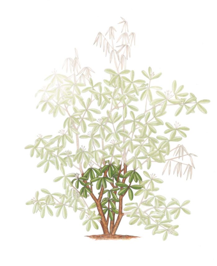 Cuts for rejuvenation pruning illustration 