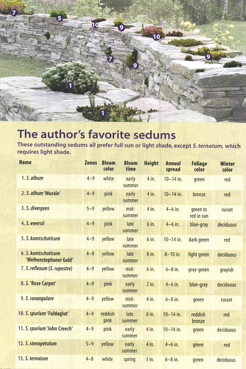 chart of the author's favorite sedums