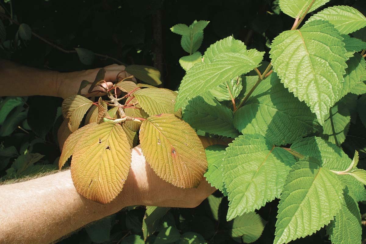 A close look at leaves