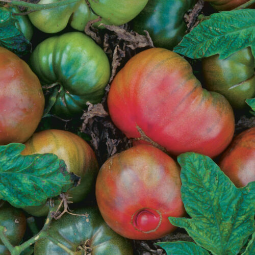 'Black Krim' tomatoes