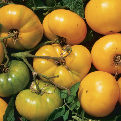 'Azoychka' tomatoes