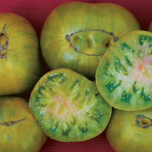 'Evergreen' tomatoes