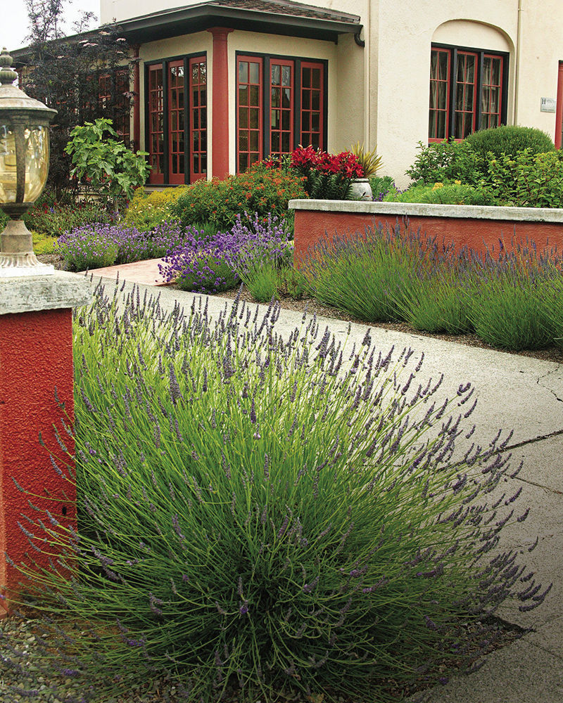 Soothing purple and chartreuse calm the searing orange and red plants along a walkway with the terra-cotta house with red accent colors in the background.