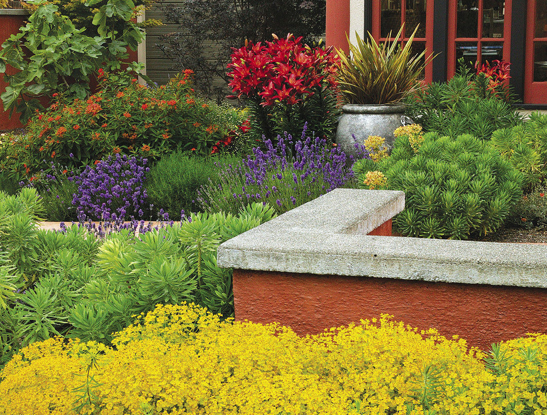 Yellow, purple, red and green colorful plantings in groups with a short wall, a planter and red accented windows in the background