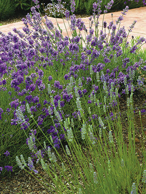 ‘Grosso’ lavender 