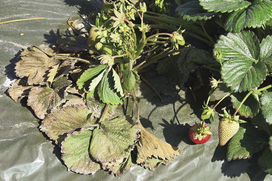 Plants dying from lack of hydration 