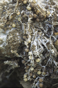 Sclerotia