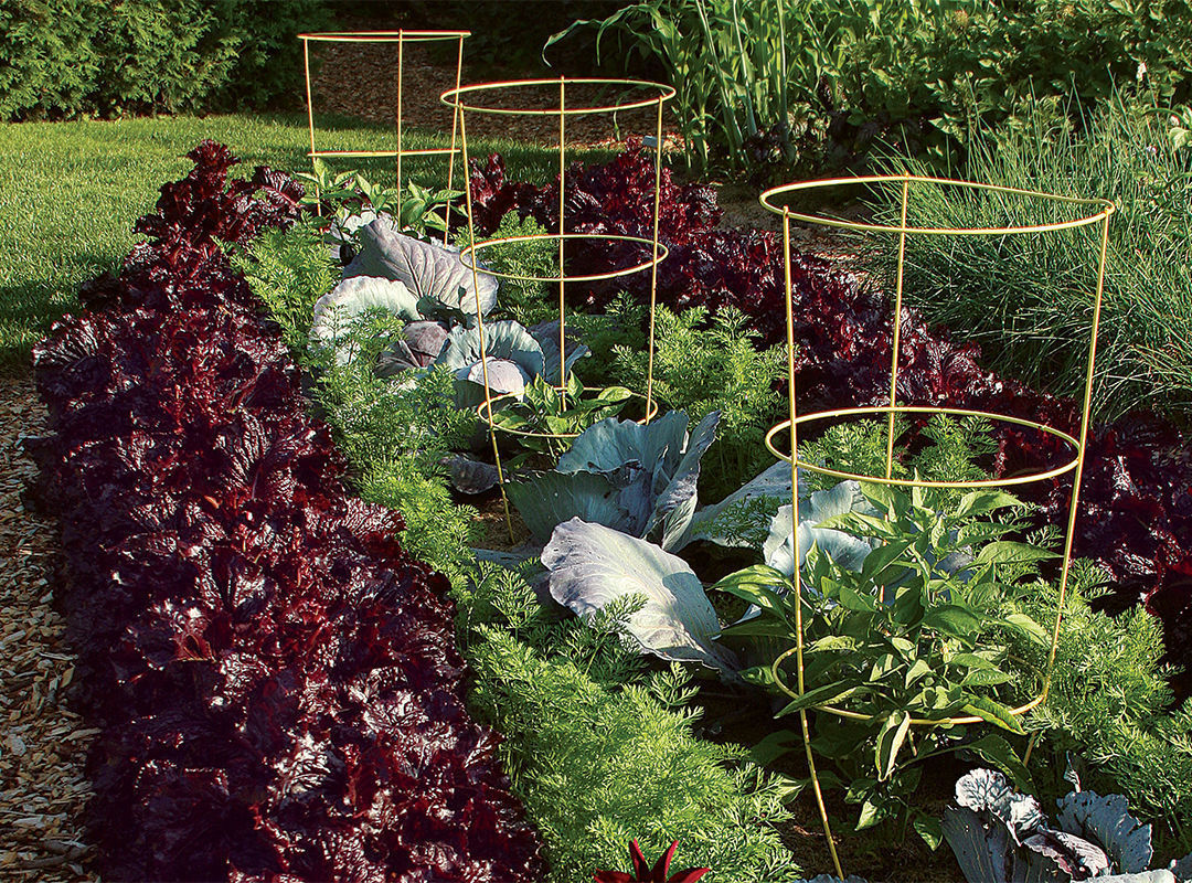 Several crop patterns within a bed including red lettuce, carrots, blue cabbages and pepper plants in colorful cages