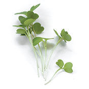 ARUGULA