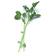 PEA SHOOTS