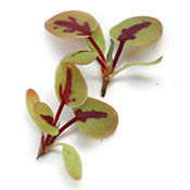 RED-VEINED SORREL