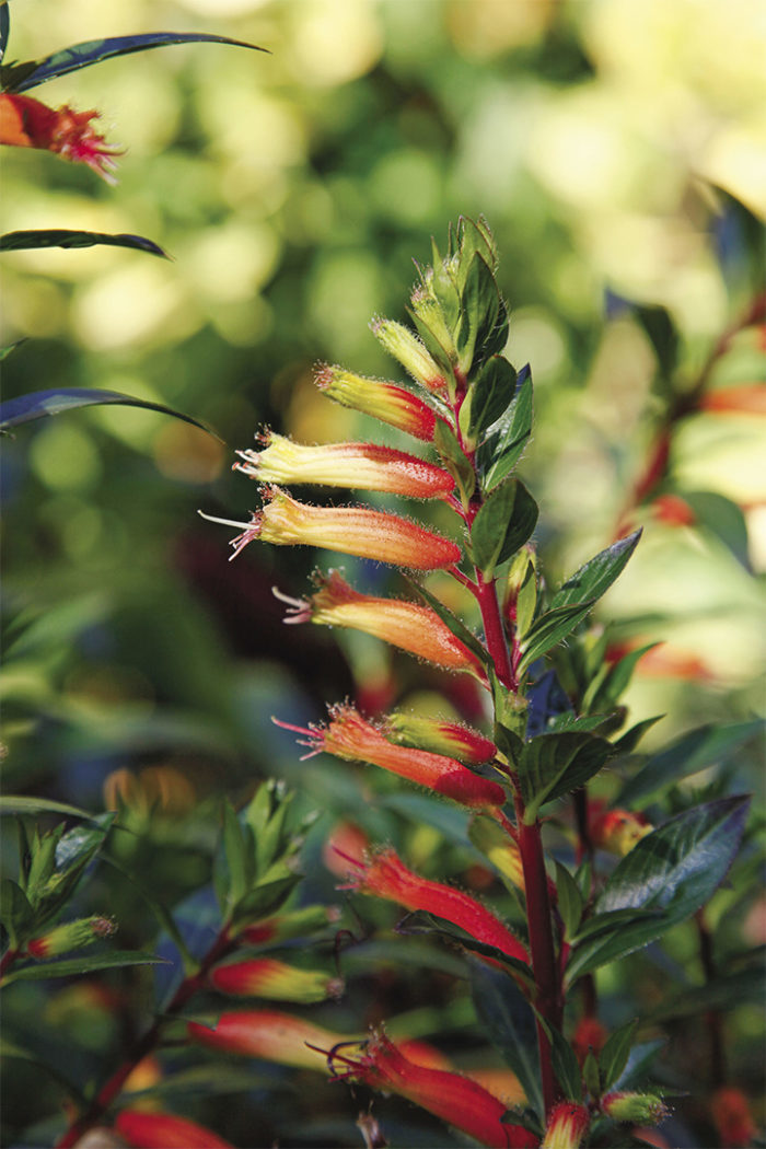 Mexican giant cigar plant 