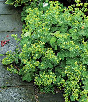 Lady’s mantle 