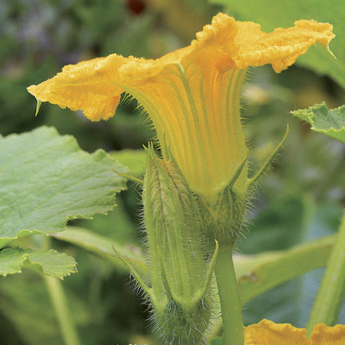 male pumpkins flower