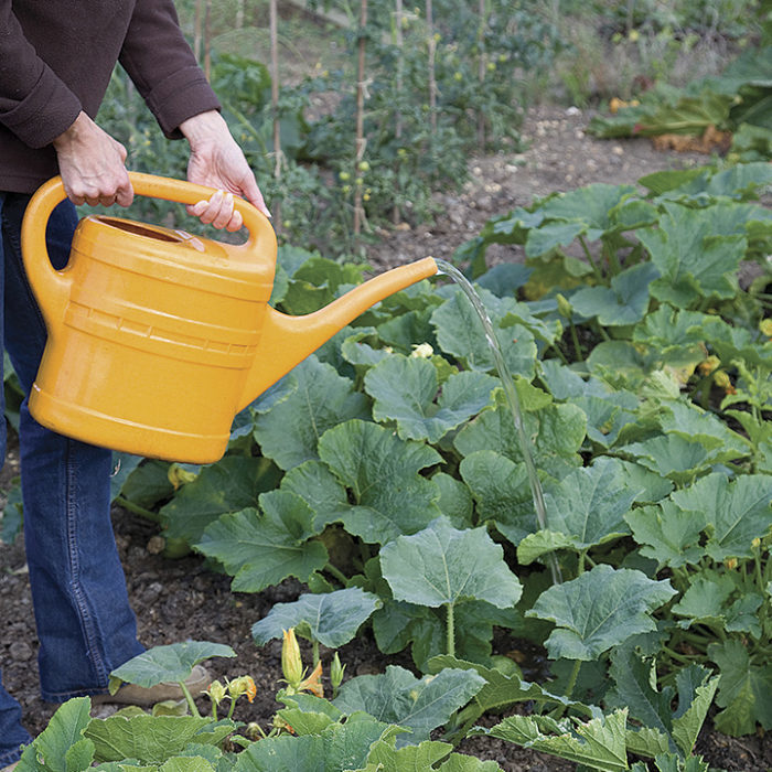 grow pumpkins carefully