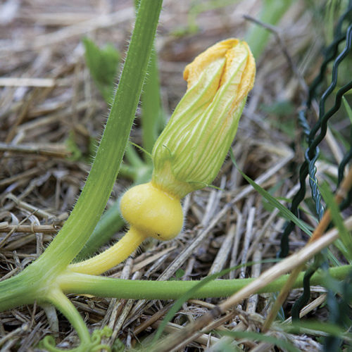 pumkins flower