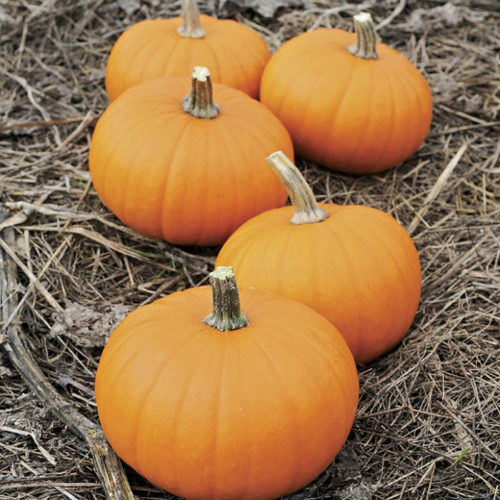 grow pumpkins like ‘Baby Bear’