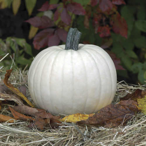 ‘Moonshine’ pumpkin