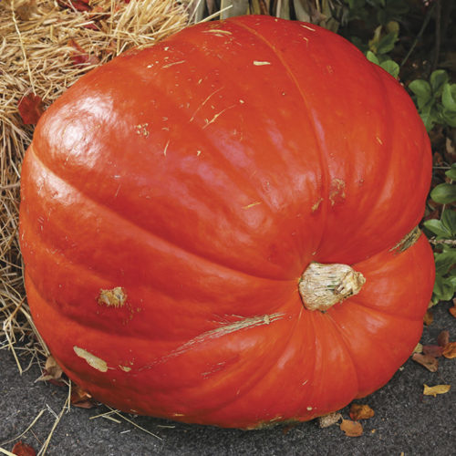 ‘Prizewinner’ pumpkin