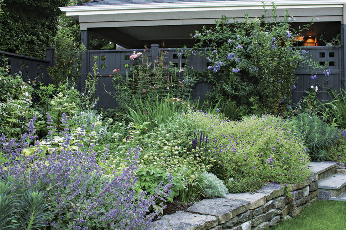 ‘Walker’s Low’ catmint and geraniums are ideal partners for panicle hydrangea. Vines along the fence add some much-needed garden height.