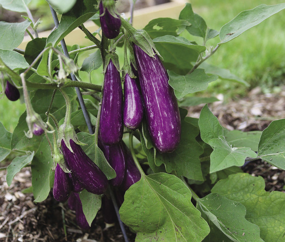 ‘Fairy Tale’ eggplant