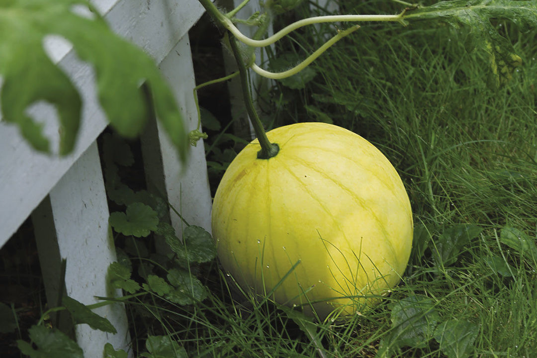 ‘Faerie Hybrid’ watermelon