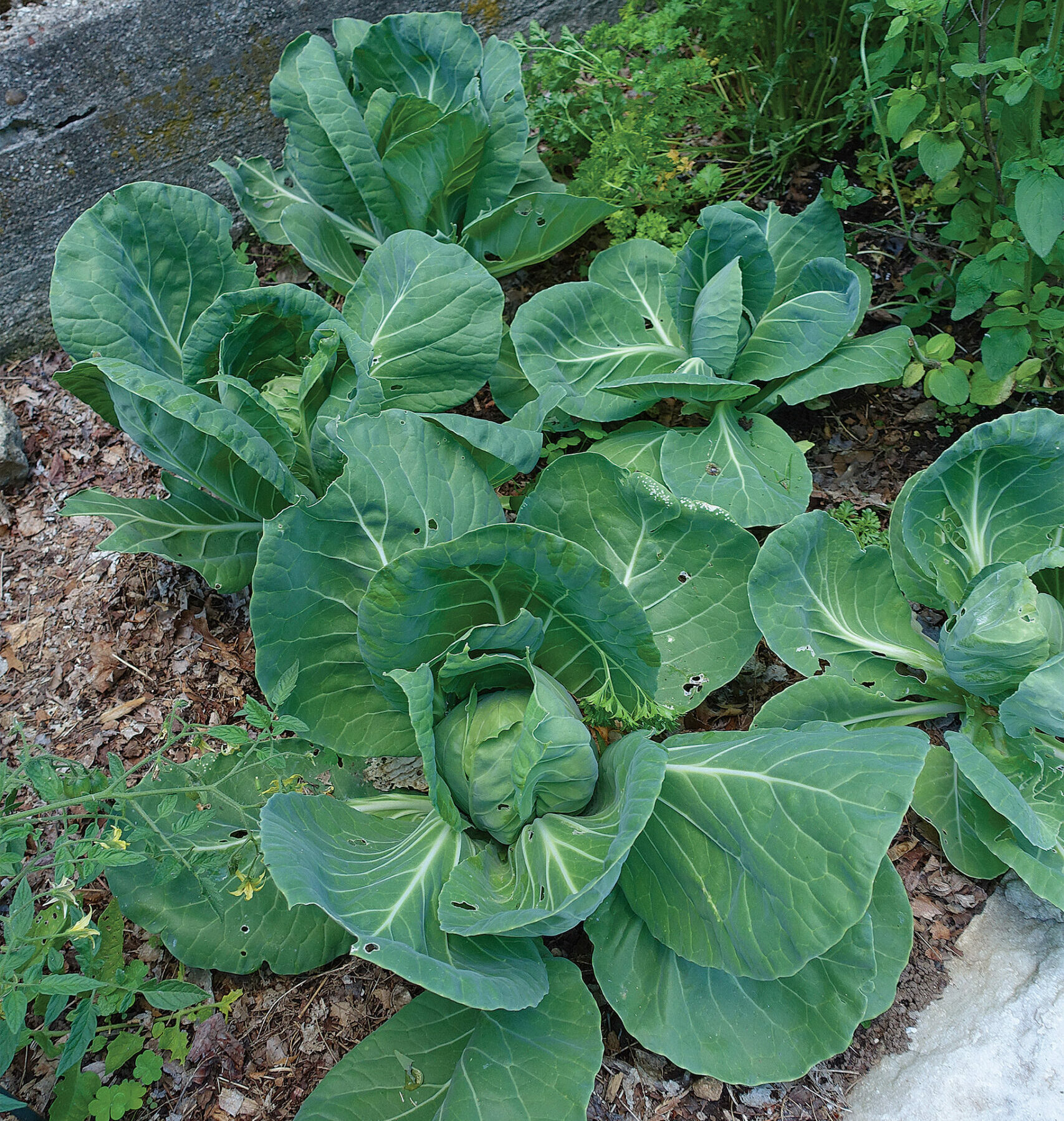 ‘Tiara’ cabbage