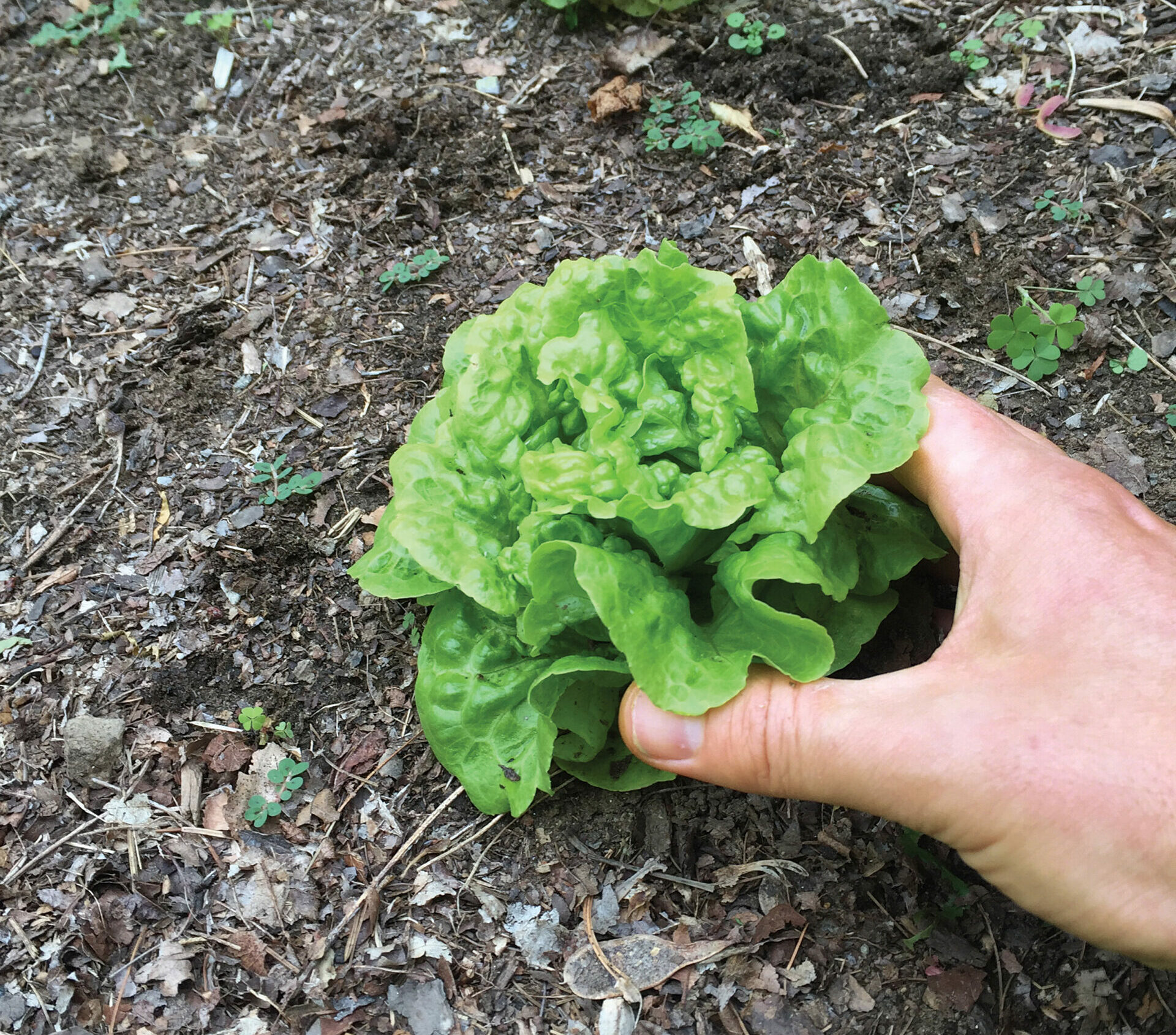 ‘Tom Thumb’ lettuce 