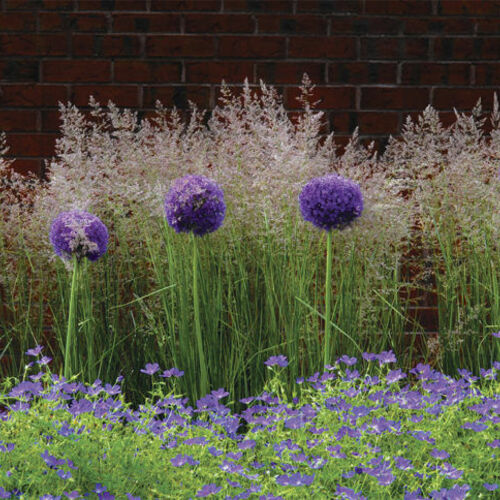 'Millenium' Ornamental Onion