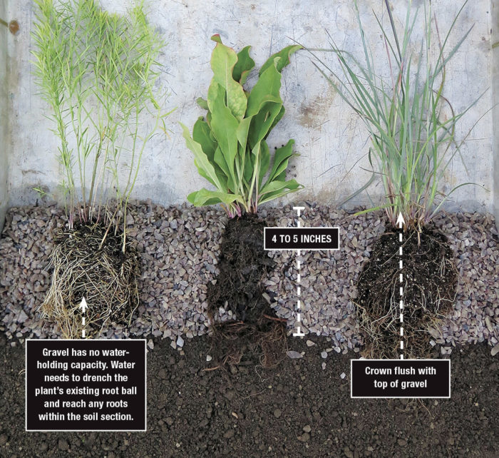 how-to photo of how deep to plant in the gravel