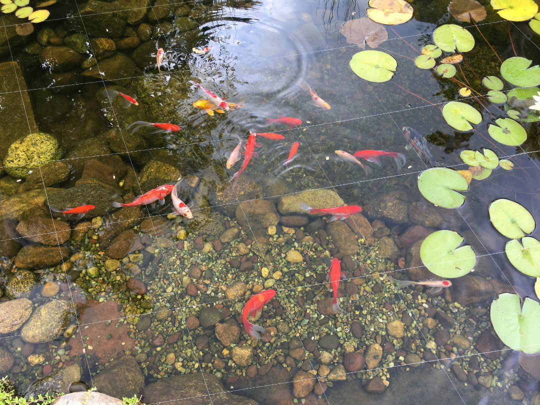 Turning a Pool Into a Garden - Fine Gardening