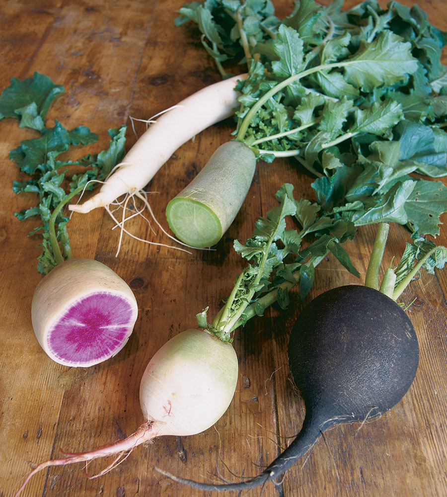 winter radishes