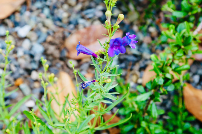 ‘Margarita BOP’ foothill penstemon