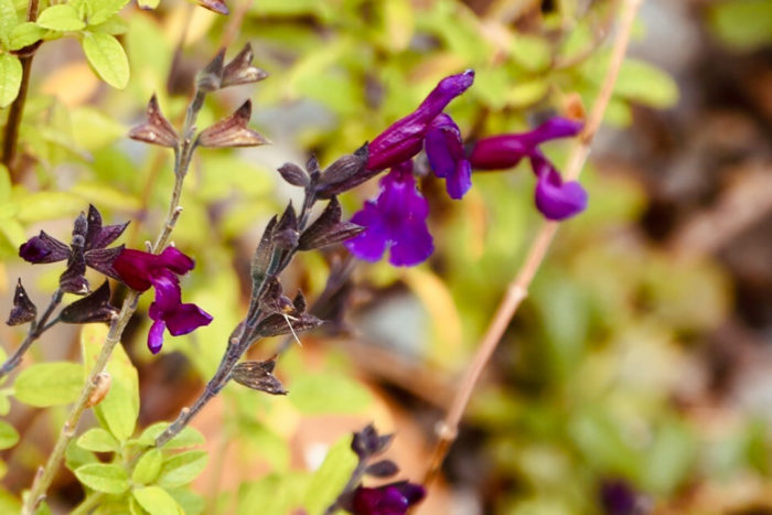 VIBE® Ignition Purple salvia