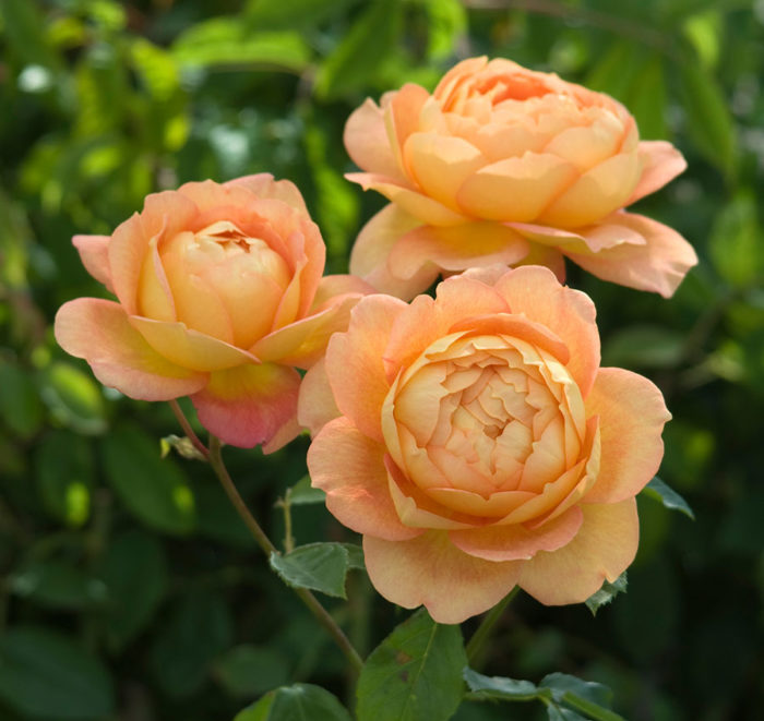 ‘Lady of Shalott’ rose