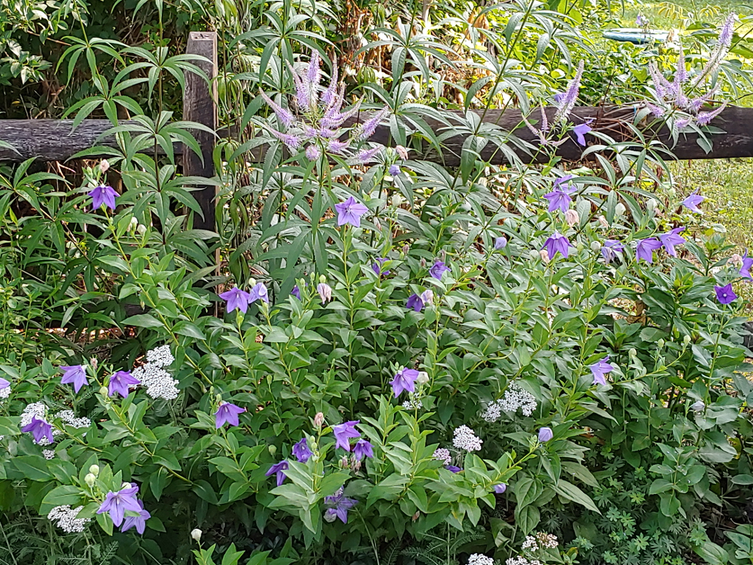 Blue balloon flowers