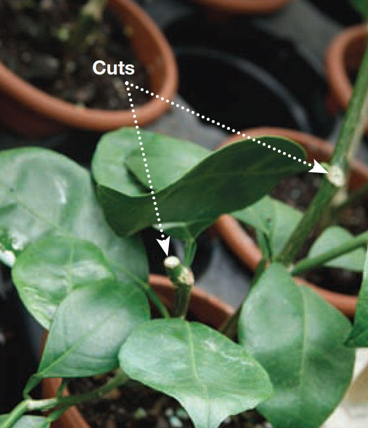 pruning citrus