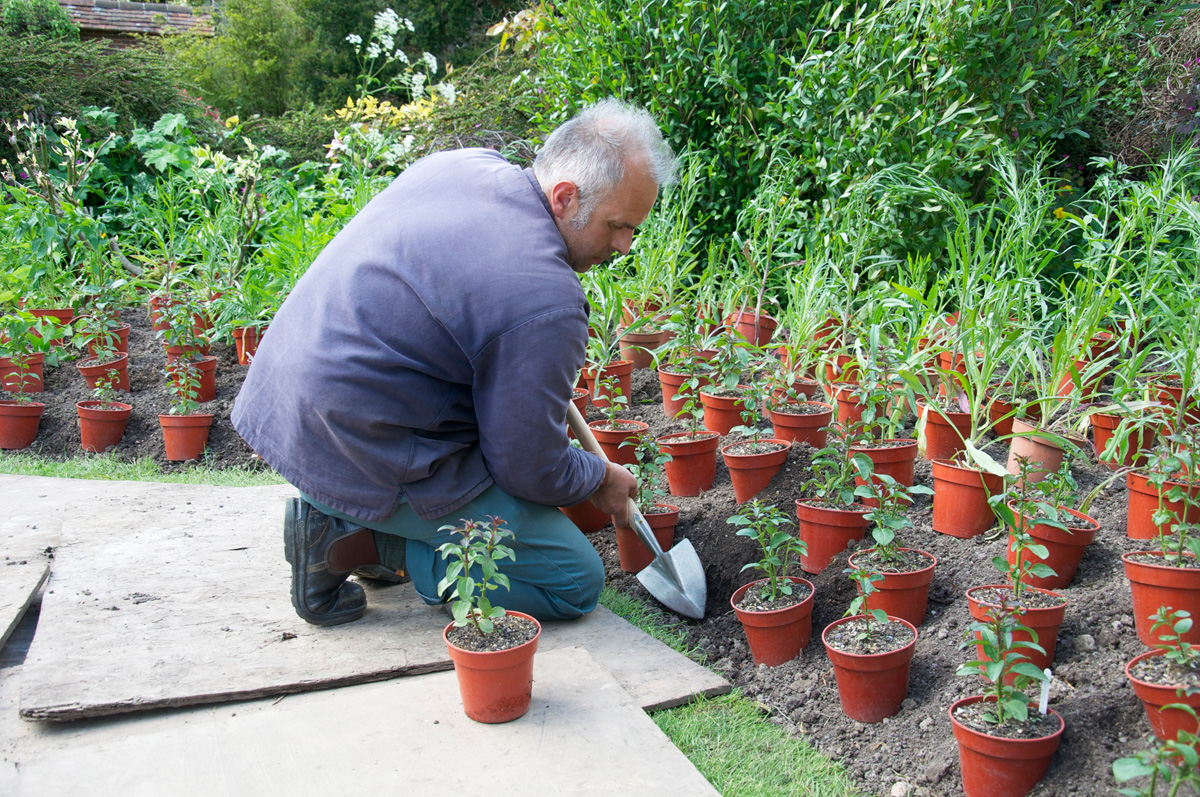 The Sneeboer perennial spade