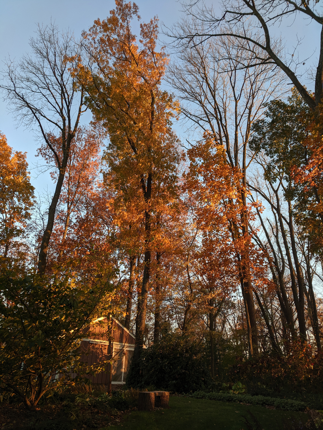 hickory trees