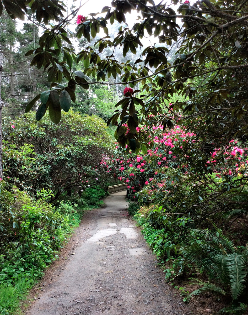 Mendocino Coast Botanical Gardens