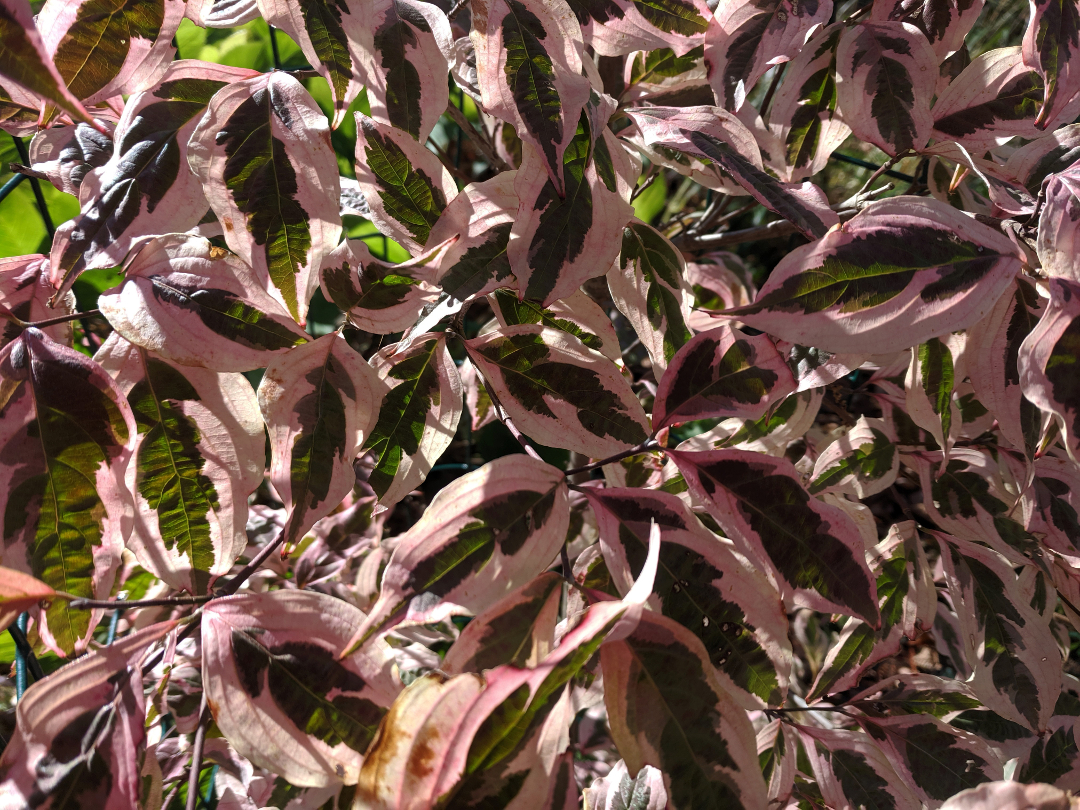 variegated stellar pink dogwood