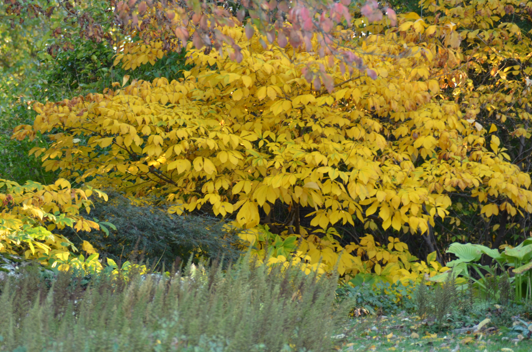 Bottlebrush buckeyes