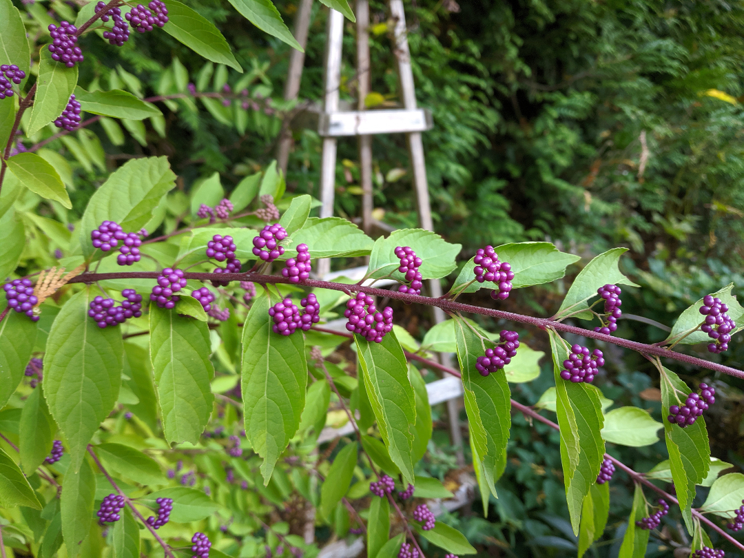 Callicarpa dichotoma 'Early Amethyst'