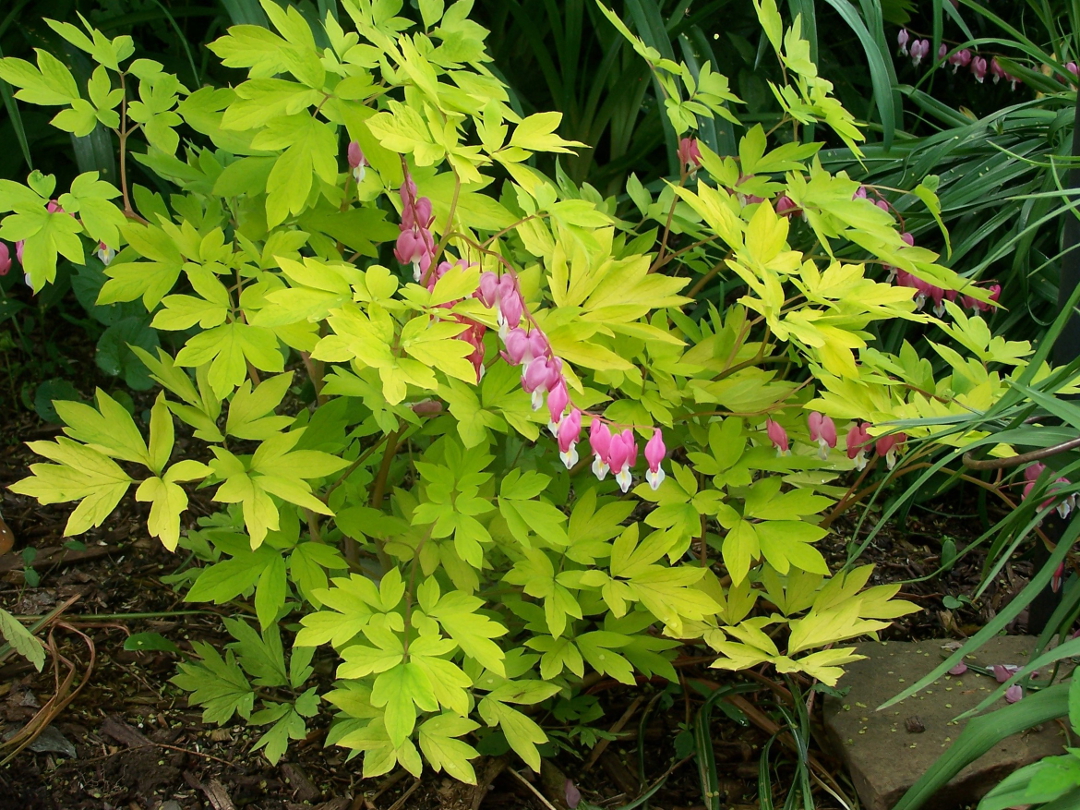 Bleeding heart ‘Goldheart’